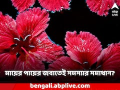 Vastu Tips: সংসারে আর্থিক টানাপোড়েন? জবা ফুলেই হবে সমস্যার সমাধান