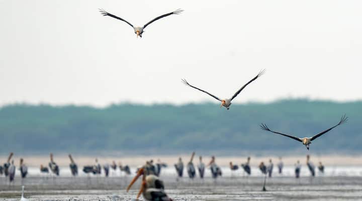 লম্বা এবং ছিপছিপে চেহারা হয় এই পাখির। লম্বায় ৯৫ থেকে ১০০ সেন্টিমিটার পর্যন্ত হয়ে থাকে। সাধারণত সাদা রঙের হয়ে থাকে। তবে ডানা ও বুকের অংশের পালক কালো-সাদা বা ধূসর দাগ লক্ষ্য করা যায়। মাথায় তুলনায় কম পালক থাকে।