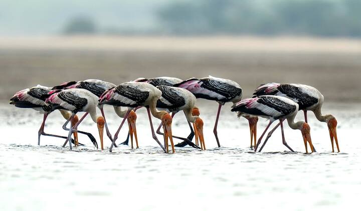 বর্ষার মরসুমের শেষে এদের মেটিং সিজন শুরু হয়। মেটিংয়ের পরে বাসা তৈরি হয়। সেখানে স্ত্রী পাখি একসঙ্গে ৩-৫টি ডিম পাড়ে। ২৭-৩২ দিনের মাথায় ডিম ফুটে বাচ্চা হয়। গোটা সময়টা, বাচ্চাদের দেখভাল সবটাই বাবা-মা মিলেই সারে। 'প্রোটেক্টেড' তালিকায় রয়েছে এই প্রাণী। ক্রমশ বেড়ে চলা দূষণ, কমে আসা জলাভূমি ধাক্কা দিচ্ছে এদেরও।