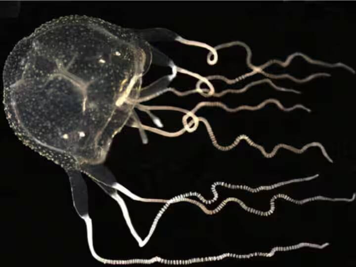 Jellyfish News: american scientists found a amazing fish having 24 eyes in hong kong, jellyfish species અદભૂત, 1 ઇંચની પણ નથી હોતી આ માછલી, પણ તેની પાસે હોય છે 20થી વધારે આંખો, જાણો કેમ ?