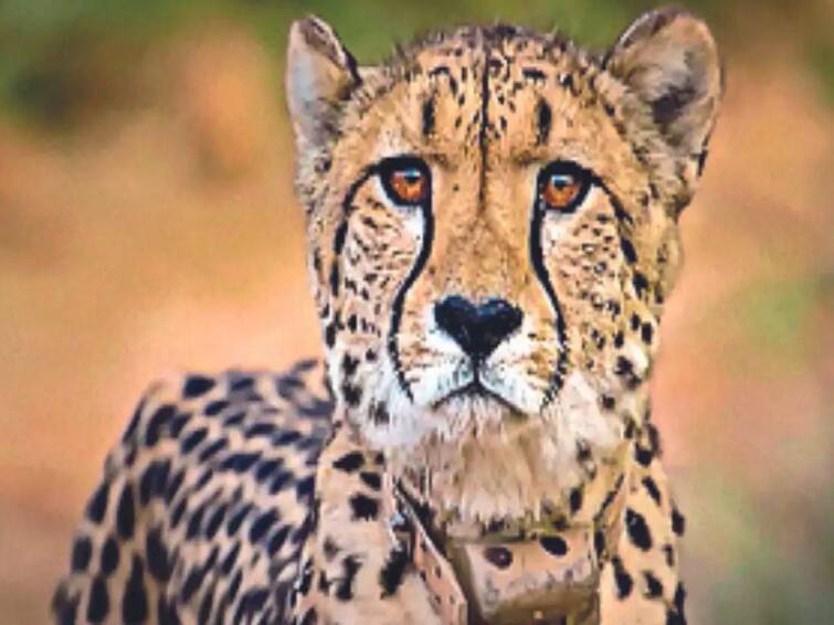 Kuno National Park Cheetah Death news Another South African cheetah translocated to Kuno National Park dies Cheetah Death : दक्षिण आफ्रिकेतून आणलेल्या आणखी एका चित्त्याचा मृत्यू, दोन महिन्यात दुसरी घटना  