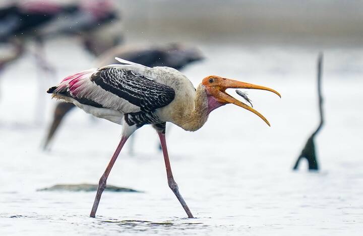 জলাভূমির পাশেই এরা বাসা তৈরি করে। সেখানেই বিশাল কলোনি তৈরি করে থাকে। অনেকসময় অন্য জাতের সারসের পাশেই এদের বাসস্থান দেখা যায়। ভাল শিকারি হওয়ার পাশাপাশি, অনেকসময় শিকারও হয়ে যায় এরা। মেছো বিড়াল, বন বিড়াল, চিতাবাঘ, শেয়াল-এমন প্রাণীদের শিকারের তালিকায় থাকে এই পাখি।