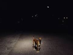 ਅਜਿਹਾ ਕੀ ਹੈ ਜੋ ਰਾਤ ਨੂੰ ਰੋਣ ਲੱਗ ਜਾਂਦੇ ਨੇ ਕੁੱਤੇ ? ਕਿਤੇ ਭੂਤਾਂ ਨਾਲ ਤਾਂ ਨਹੀਂ ਕੋਈ ਸਬੰਧ, ਜਾਣੋ ਕਾਰਨ