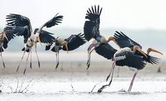 Wildlife of India: জলাভূমির পাশেই বাড়ি, ৪ বছরে সাবালক, বাচ্চা দেখভালে সমান দায়িত্ব বাবা-মায়ের!