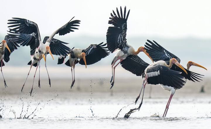 জলা-জঙ্গলে, জঙ্গল ঘেরা জলাভূমিতে এদের প্রায়শই দেখা যায়। জলাভূমির ধারে ঝাঁক বেঁধে থাকে, বলা ভাল কলোনি করে বসবাস এদের। নাম পেইন্টেড স্টর্ক (Painted Stork). বাংলায় সাধারণভাবে একে সারস বলেই চিনি। এটি সারস প্রজাতিরই একটি পাখি।