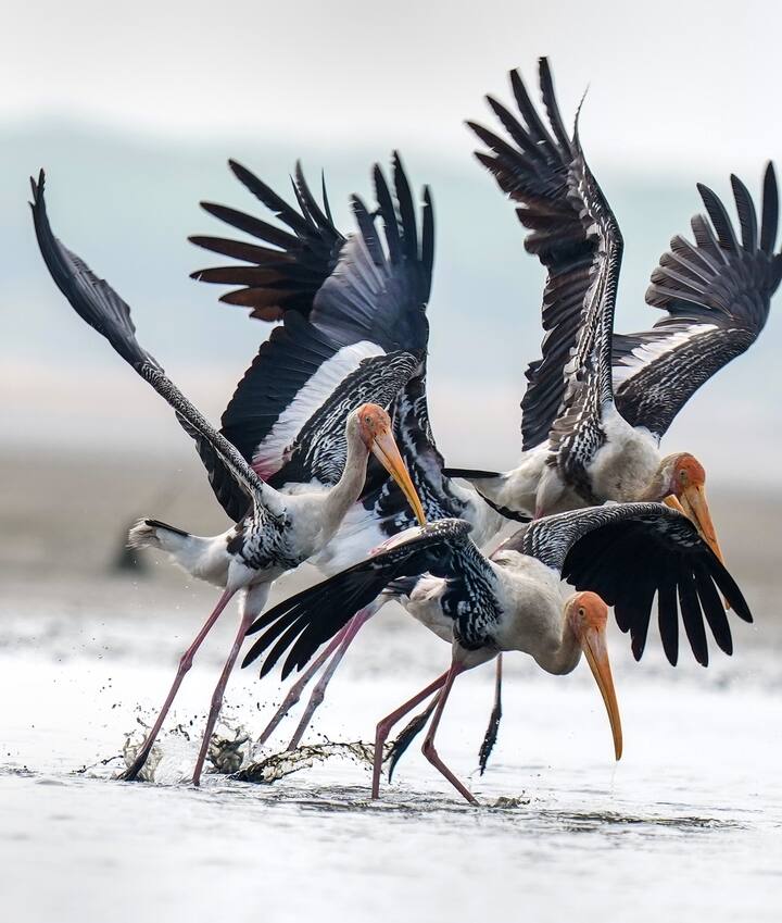 মূলত মাছ এদের প্রধান খাদ্য। তাছাড়া, ব্যাং, শামুকও এরা খেয়ে থাকে। শিকার ধরার পদ্ধতিও বেশ লক্ষ্য করা মতো। জলের মধ্যে মাথা ঢুকিয়ে দেয় এরা। ঠোঁট অল্প ফাঁক করা থাকে। সেই অবস্থায় মাথা নাড়িয়ে নাড়িয়ে শিকার ধরে এরা। মিষ্টি জলের জলাভূমি, পুকুর-বিল, জলে ঢাকা ধানক্ষেত- মূলত এসব জায়গাতেই মেলে এই পাখি।