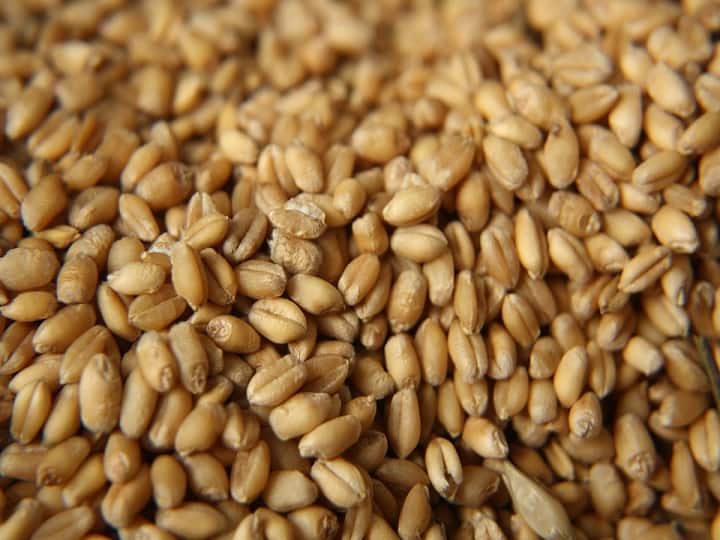 wheat procurement in india More than one crore tonnes of wheat has been procured Wheat Procurement: 11.89 लाख किसानों के खाते में भेजे 23 हजार करोड़ रुपये, देश में इतने करोड़ टन हुई गेहूं खरीद
