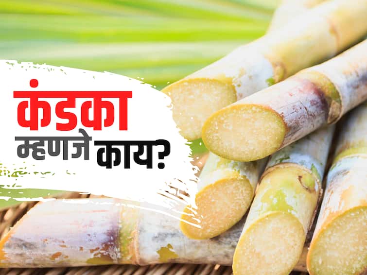 Kolhapuri word Kandka what is mean by kandka term used in sugar cane belt releted to sugarcane factory  'कंडका' पाडणं म्हणजे काय रे भाऊ? साखरेच्या पट्ट्यात वापरल्या जाणाऱ्या या शब्दाचा अर्थ काय? 