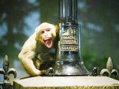 बंदर के हमले में तीन मंजिला मकान से गिरी लड़की, अस्पताल पहुंचने से पहले मौत