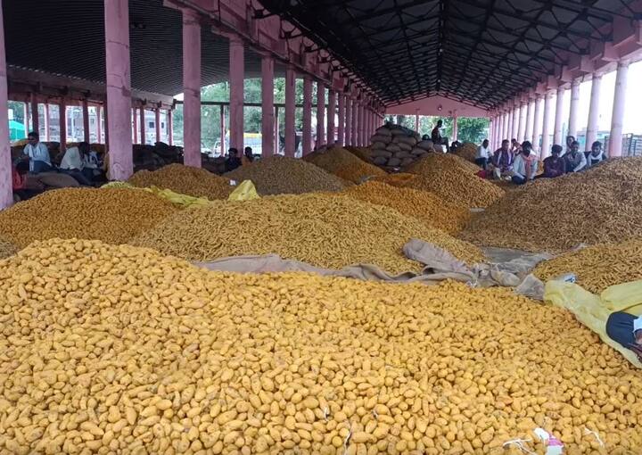 मे अखेरपर्यंत पूर्ण क्षमतेनं हळदीचा हंगाम सुरु राहणार असल्याची माहिती व्यापारी वर्गानं दिली आहे.