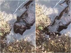 घर के पास अजीबोगरीब जीव को देख निकली लोगों की चीख, यूजर्स ने समझा एलियन