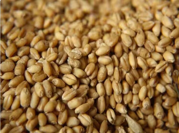 wheat procurement in india more than one crore tonnes of wheat has been procured Wheat Procurement: 11.89 ਲੱਖ ਕਿਸਾਨਾਂ ਦੇ ਖਾਤੇ ਵਿੱਚ ਭੇਜੇ 23 ਹਜ਼ਾਰ ਕਰੋੜ ਰੁਪਏ, ਦੇਸ਼ ਵਿੱਚ ਇੰਨੇ ਕਰੋੜ ਟਨ ਕਣਕ ਦੀ ਹੋਈ ਖ਼ਰੀਦ