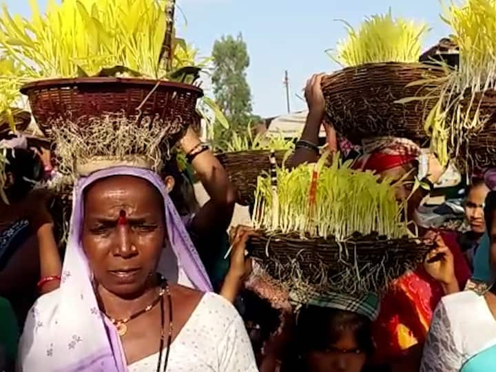 त्या टोपलीत उगवलेल्या धान्यांच्या रोपांना गौराई म्हणतात. या प्रथेनुसार बीज परीक्षण केले जाते.