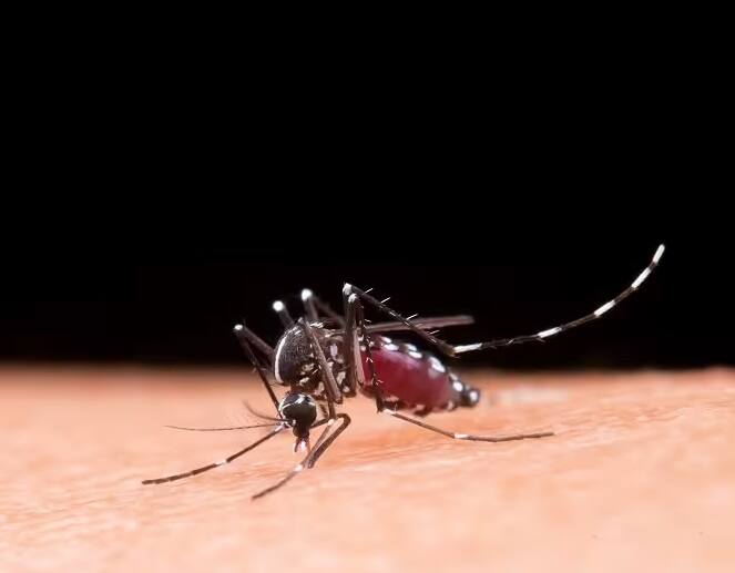 World Malaria Day 2023: World Malaria Day 2023: Causes, Symptoms, Diagnosis and Prevention Tips World Malaria Day 2023: દર વર્ષે મેલેરિયાના કારણે મરે છે લાખો લોકો, અનેક ગંભીર બીમારીઓથી પણ છે ખતરનાક !