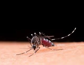 World Malaria Day 2023: દર વર્ષે મેલેરિયાના કારણે મરે છે લાખો લોકો, અનેક ગંભીર બીમારીઓથી પણ છે ખતરનાક !