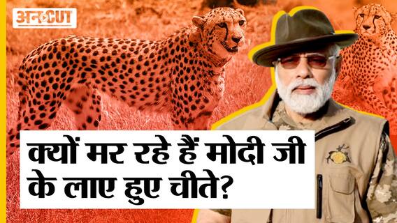 kuno National Park : क्यों मर रहे हैं PM Modi के Namibia और South Africa से लाए Cheetah?