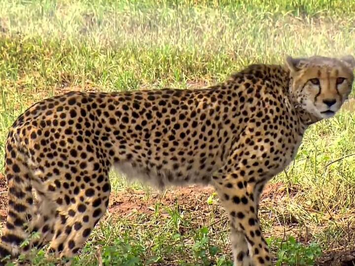 Cheetah Oban brought to enclosure with two female cheetahs in Kuno National Park MP Kuno National Park: खत्म हुई चीते 'पवन' की आजादी, अब दो मादा चीतों के साथ बाड़े में पहुंचाया गया