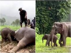 गड्ढे में गिरे बच्चे के लिए हथिनी ने जोखिम में डाली जान, सांसें बंद होने के बाद हुआ एक चमत्कार