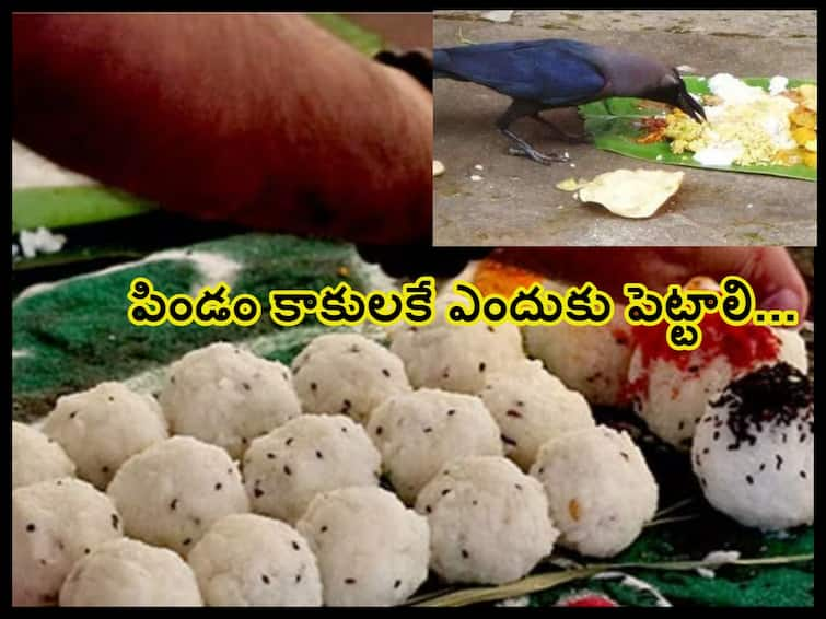 Spirituality: What is the reason behind feeding crows during Shraddhas, know in details in telugu Spirituality: పిండం కాకులకే ఎందుకు పెడతారు, కాకి ముట్టుకోపోతే ఏమవుతుంది!