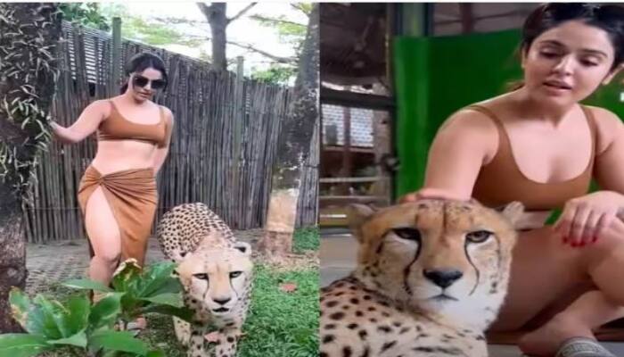 Girl with wild Animal leopard Sensational ladki ka Viral Video ਹੌਟ ਡਰੈੱਸ ਪਹਿਨੇ ਤੇਂਦੁਏ ਨਾਲ ਆਰਾਮ ਨਾਲ ਘੁੰਮਦੀ ਨਜ਼ਰ ਆਈ ਲੜਕੀ , ਵੀਡਿਓ ਦੇਖ ਲੋਕਾਂ ਦੇ ਉੱਡੇ ਹੋਸ਼