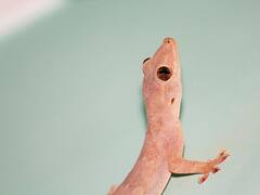 घर की दीवारों पर जमावड़ा लगाए बैठी हैं छिपकलियां? इन 4 आसान तरीकों से पाएं इनसे छुटकारा