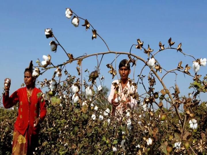 Maharashtra News Nanded News Farmers should not buy and plant HTBT cotton seeds  Appeal of Agriculture Department Agriculture News : शेतकऱ्यांनी एचटीबीटी कापूस बियाणे खरेदी आणि लागवड करु नये; कृषी विभागाचे आवाहन