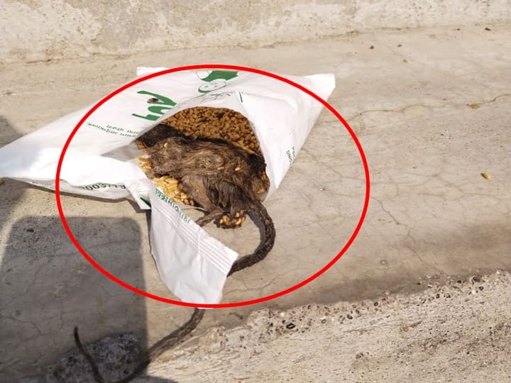 dead rat found in a bag of wheat in Anganwadi in Chhatrapati Sambhaji Nagar Maharashtra news धक्कादायक! अंगणवाडीतील सीलबंद गव्हाच्या पाकिटात निघालं भलं मोठं मृत उंदीर; छत्रपती संभाजीनगरमधील घटना