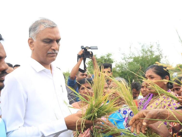 Minister Harish rao assures help to telangana farmers amid crop loss due to rains Harish Rao: నోటిదాకా వచ్చిన పంట వర్షం పాలు, అధైర్యపడొద్దు అందర్నీ ఆదుకుంటాం - హరీశ్ రావు