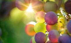 Grapes Side Effects: শুধু টক নয়, আঙুরফল বিষও হতে পারে কারও কারও ক্ষেত্রে