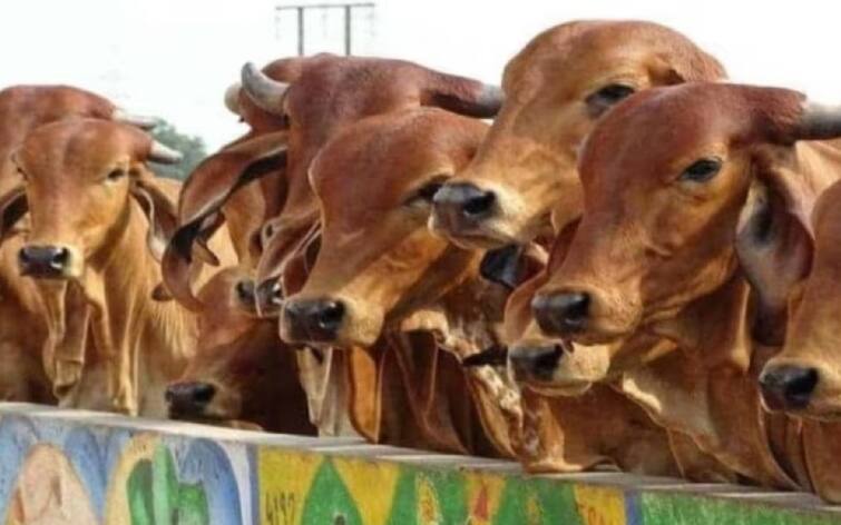 Latur cow slaughterers assurance of Qureshi community will complain police station Latur Qureshi Community : गोवंश हत्या करणारे आमच्या समाजातील असतील तर आम्हीच तक्रार करु : लातूरमध्ये कुरेशी समाजाचं आश्वासन