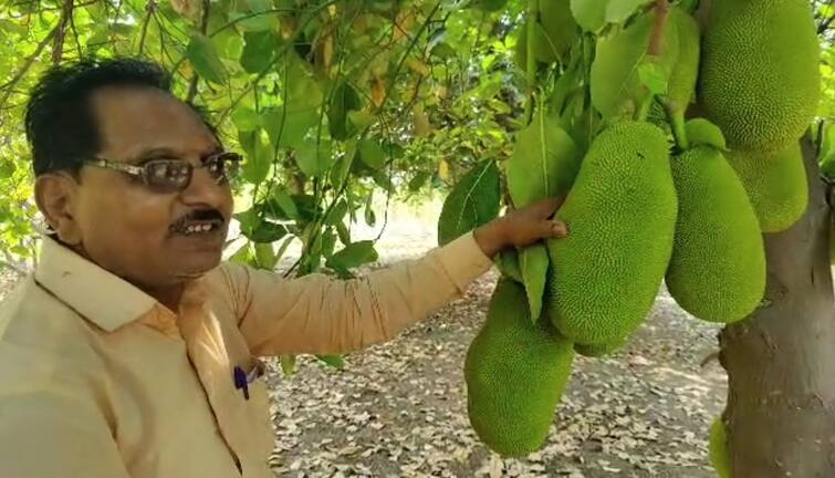 Maharashtra Yavatmal farmer in Yavatmal has achieved financial upliftment through Jackfruit cultivation यवतमाळमधील शेतकऱ्याने फणस शेतीतून साधलीय आर्थिक उन्नती,  30 झाडांमधून दरवर्षी सव्वा लाखाचं उत्पन्न