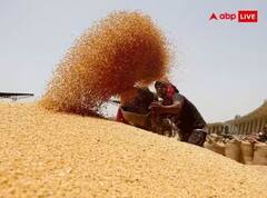 Wheat Procurement : ਕਣਕ ਦੀ ਖਰੀਦ ਇਸ ਸਾਲ ਹੋਵੇਗੀ ਬੰਪਰ, ਹੁਣ ਤੱਕ ਦਾ ਅੰਕੜਾ ਬੇਹੱਦ ਸ਼ਾਨਦਾਰ, ਜਾਣੋ ਕੀ ਹੈ ਉਮੀਦ