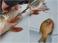 मछली के पेट को चीरकर देखा तो निकली एक और जिंदा मछली, देखें ये हैरान कर देने वाला वीडियो