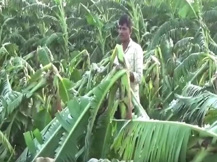 Agriculture News Heavy loss of crops in Yavatmal and Hingoli districts due to unseasonal rains Banana Crop loss Agriculture News : अवकाळी पावसानं केळीच्या बागा जमिनदोस्त, रब्बी पिकंही मातीमोल; हिंगोलीसह यवतमाळ जिल्ह्याला मोठा फटका