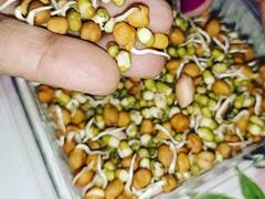 सुबह नाश्ते में खाएंगे स्पराउट्स तो लंबे वक्त तक रहेंगे जवान...जानिए इसके अद्भुत फायदे