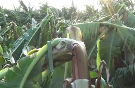 Agriculture : अवकाळी पावसाचा केळीच्या मोठा फटका, शेतकरी संकटात