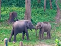 Elders Stop Baby Elephants From Fighting In Adorable Video Shared By Forest Officer. Watch