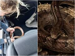 ड्राइवर को चलती कार के डैशबोर्ड में नजर आया खतरनाक सांप, कड़ी मशक्कत के बाद पकड़ा गया