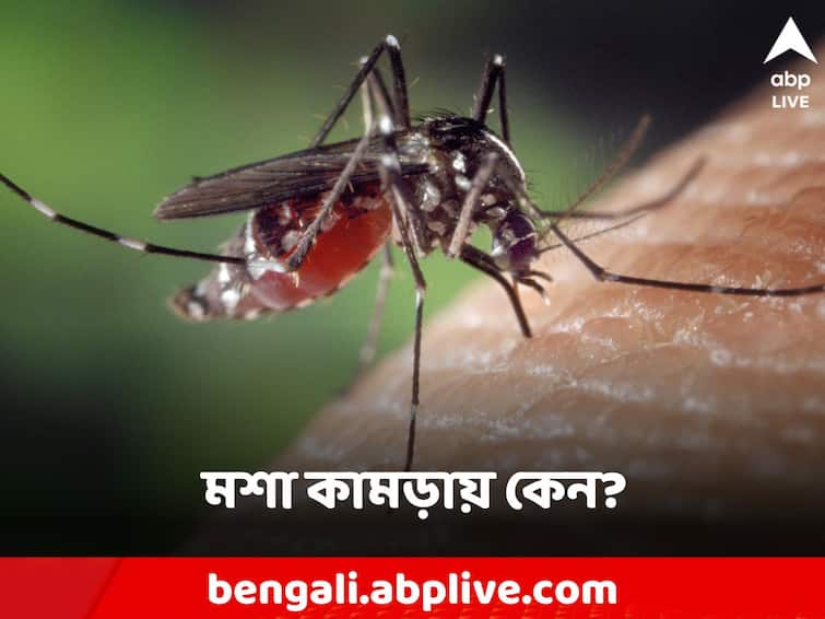 Do you know why female mosquitos bite person here details Science: শুধু স্ত্রী মশা কামড়ায় মানুষকে! কেন জানেন?
