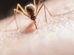 Do You Know: ਜਦੋਂ ਮੱਛਰ ਕੱਟਦਾ ਹੈ ਤਾਂ ਖੁਜਲੀ ਕਿਉਂ ਹੋਣ ਲੱਗਦੀ ਹੈ? ਜਾਣੋ ਉਹ ਸਕਿਨ ‘ਤੇ ਅਜਿਹਾ ਕੀ ਕਰ ਜਾਂਦਾ ਹੈ?