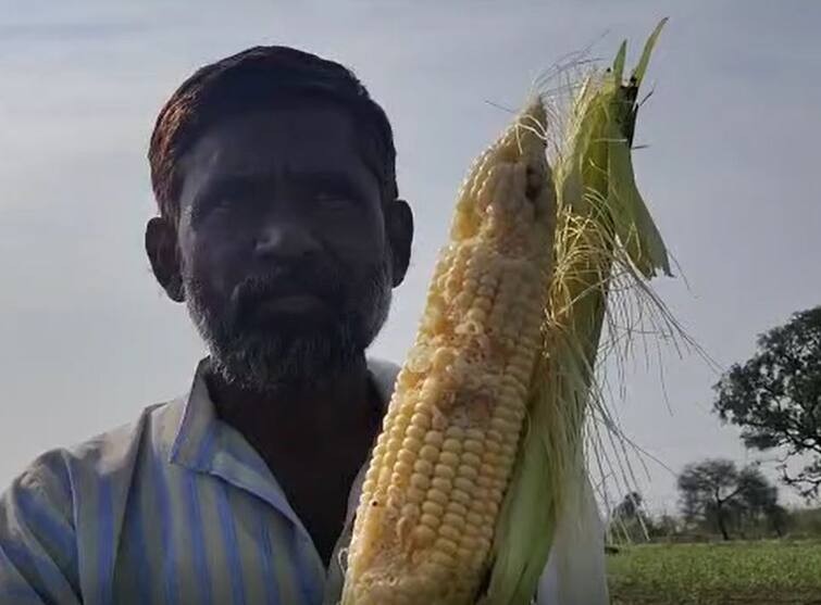 Maharashtra News Due to unseasonal rains in Vidarbha there has been a huge loss of agricultural crops Nagpur Rain : विदर्भात अवकाळीमुळं पिकांना मोठा फटका, तर गारपीटीमुळं पोल्ट्रीमधील हजारो कोंबड्यांचा मृत्यू, वाचा कोणत्या जिल्ह्यात काय स्थिती? 