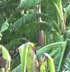 Agriculture : अवकाळीचा शेती पिकांना मोठा फटका, केळीच्या बागा जमिनदोस्त