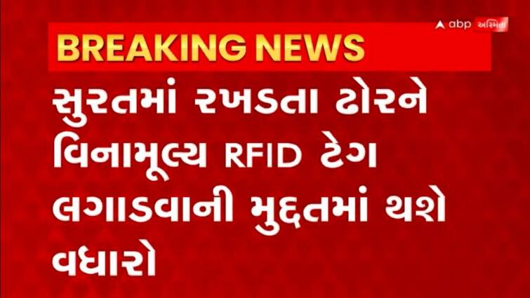 Surat Among The 60 Thousand In Surat 13 Thousand Stray Cattle Are Yet surat-among-the-60-thousand-in-surat-13-thousand-stray-cattle-are-yet