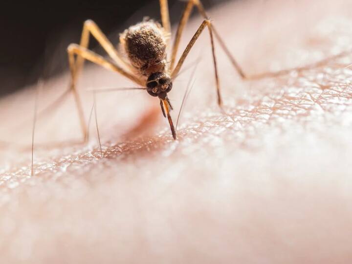 Why does mosquito bite itch Know the reason जब मच्छर काटता है तो खुजली क्यों होने लगती है? जानिए वो स्किन पर ऐसा क्या कर जाता है?