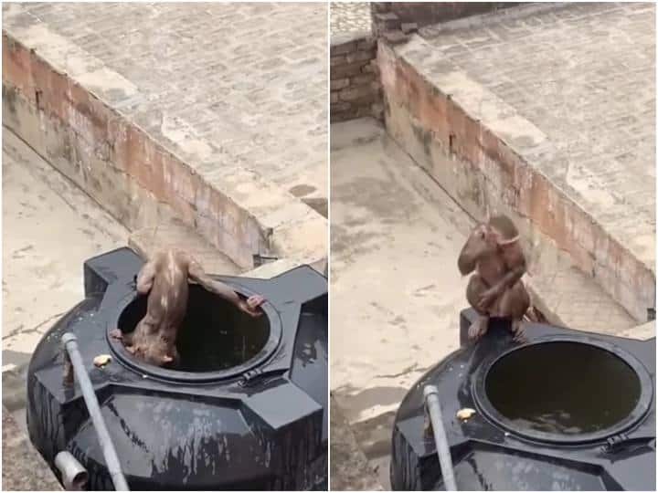Some monkeys are seen having fun by jumping in water tank and taking a bath गर्मी से तंग आकर पानी की टंकी में मजे कर रहे बंदर, फिर वायरल हो रहा पुराना वीडियो