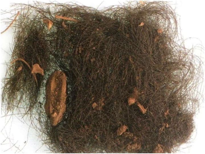 Ancient humans used drugs - scientists discovered through thousands of years of hair Drugs: ప్రాచీన మానవులు మత్తునిచ్చే డ్రగ్స్‌ను వాడారు - వేల ఏళ్లనాటి జుట్టు ద్వారా కనిపెట్టిన శాస్త్రవేత్తలు
