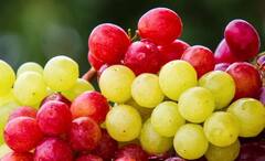 Grapes Side Effects: শুধু টক নয়, আঙুরফল বিষও হতে পারে কারও কারও ক্ষেত্রে