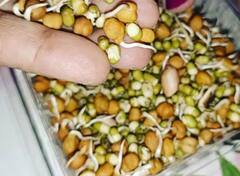 ਸਵੇਰੇ ਨਾਸ਼ਤੇ ‘ਚ ਖਾਓਗੇ ਸਪਰਾਊਟਸ ਤਾਂ ਲੰਮੇਂ ਸਮੇਂ ਤੱਕ ਰਹੋਗੇ ਜਵਾਨ...ਜਾਣੋ ਇਸ ਦੇ ਅਦਭੁੱਤ ਫਾਇਦੇ