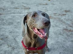 ‘డాగ్ ఫ్లూ’ - ఇది కూడా మనుషులకు సోకుతుందా? షాకింగ్ న్యూస్ చెప్పిన చైనా పరిశోధకులు