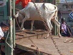 Delhi: सरकार की बेहतरीन पहल, गौशाला भेजे जाएंगे खुले में घूम रहे आवारा पशु